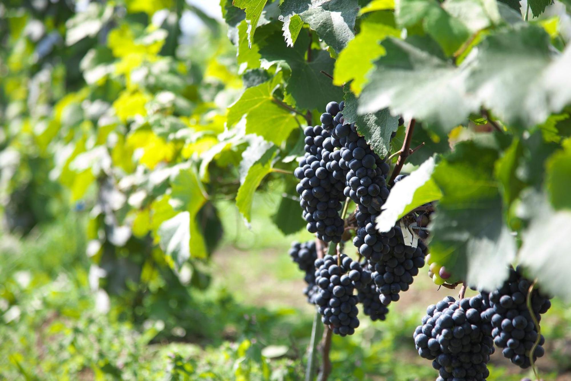 Winery Hotel And Condominium Hitohana Фурано Экстерьер фото
