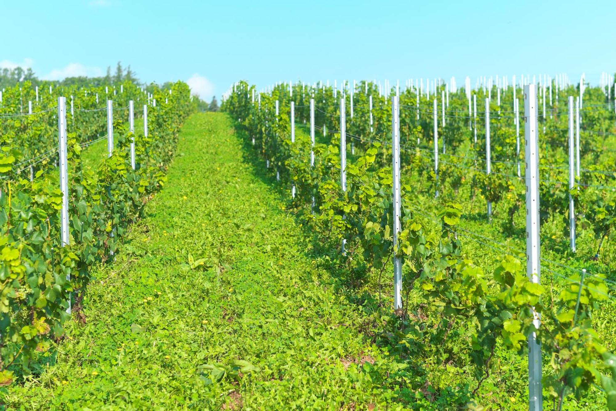 Winery Hotel And Condominium Hitohana Фурано Экстерьер фото