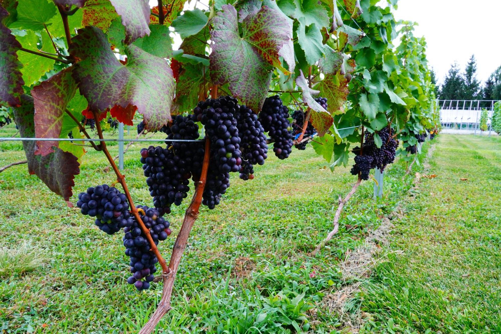 Winery Hotel And Condominium Hitohana Фурано Экстерьер фото